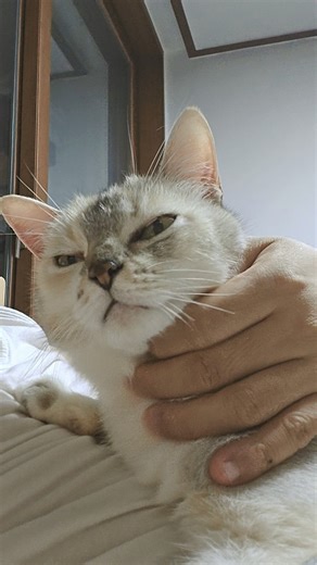 Normal life of old cat Vegeta. 개냥이의 하루. 평범영상. lovely cute cat Vegeta. #catvideo #개냥이 #집사뱃살위