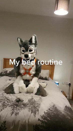 My silly bed routine 😋#furry #fursuit #wolf