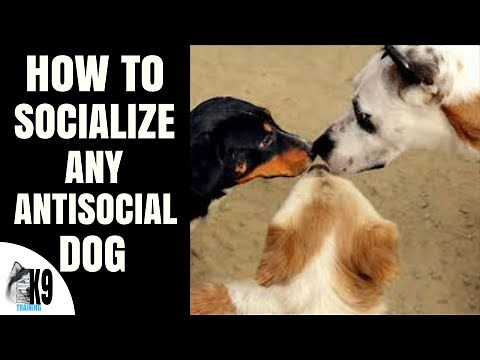 how to socialize an unsocialized dog