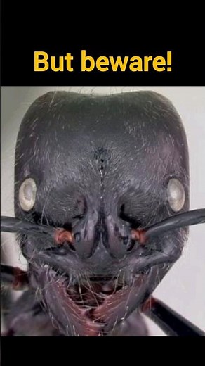 🐜🌍 Meet the World’s Biggest Ant: The Giant Amazonian Ant! 🐜💪 Dinoponera gigantea