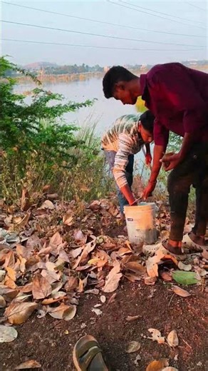 Valarchi Foundation - Plantation Drive. palm seed Plantation under Go Green Madurai project. #palm