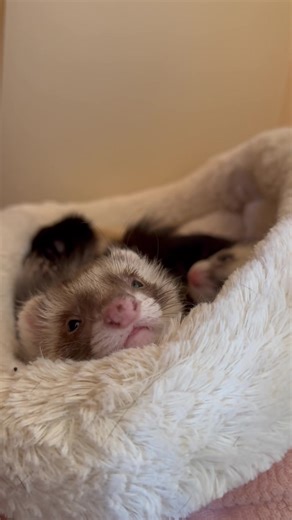Coziest babies😴 #ferret #ferretsoftiktok #ferrettok #sleepyferret #ferretlove