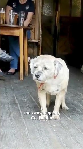 8 Iconic Irish Pubs to Visit on St. Patrick’s Day 🍀 | Ireland’s Best Spots #ireland #stpatricksday