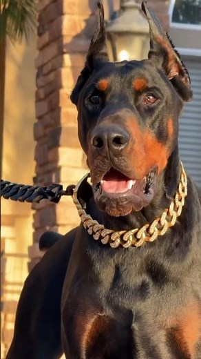 This Is How a Doberman Grows!