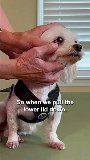 How Can I Tell if My Dog is Anemic?