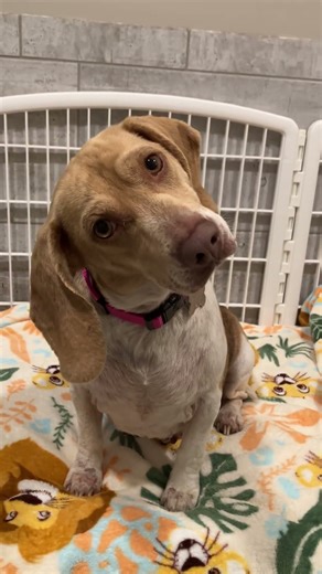 SNICKERS- Available for Adoption - Triangle Beagle Rescue of NC