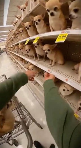 These Puppies Are Too Adorable to Ignore 😍