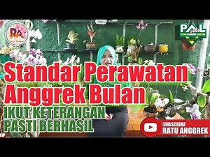 TIPS JITU.!! Standar Perawatan Anggrek Bulan// dari Seedling Remaja dan Berbunga/Orchid Ratu Anggrek