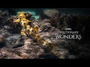 The Aussie Shark That Can 'Walk' | Evolutionary Wonders