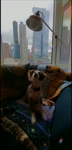 Throwing back to my first music video for my first TikTok post! #throwbackthursday #dogoftheday#musicalpuppydogs Follow me on Insta @fetching_finn