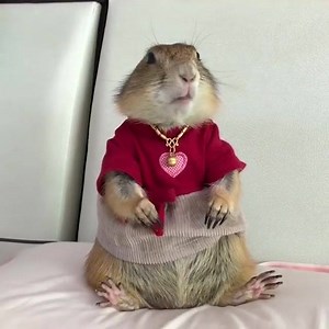 Ce petit chien de prairie est juste TROP MIGNON !!! 😍 | Public