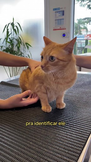 Microchipagem: O que é e como funciona em gatos