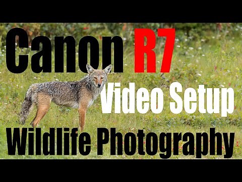 Canon R7 - How to Setup Your Video Settings and Button Layout for Wildlife.