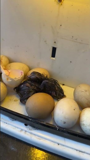 First Egg hatched in Mini Homamde egg incubator.