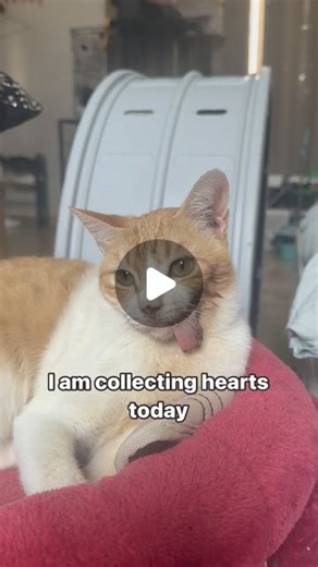 Mohammed Sulieman | Say hi to our hero TUTU ... who lost half of her face after a dog attack .. TuTu is at her best , eating well and playful 💜🐾 She is looking... | Instagram