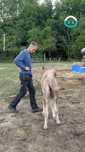 Have you ever seen a baby camel before this?! 🤣 | ViralHog