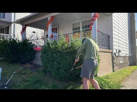 How To Trim Bushes With Simple Tools