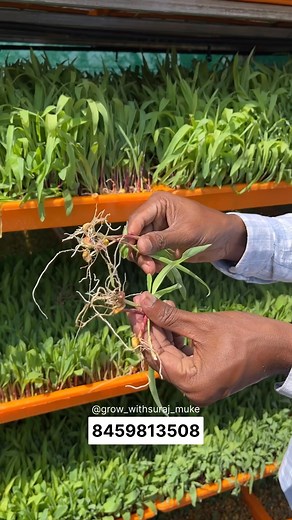 929K views · 14K reactions | कोंबड्यांच 3 ते 5 रुपये किलोने तयार होणारं खाद्य #poultry #kukutpalan #hydroponics #farming | Farming Babaji | Facebook