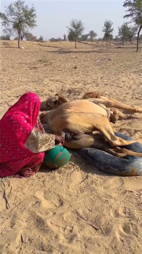 لحظة إنسانية رائعة #camel #animals #trending #اهميه #wildlife #lion #العلم #wildcamel