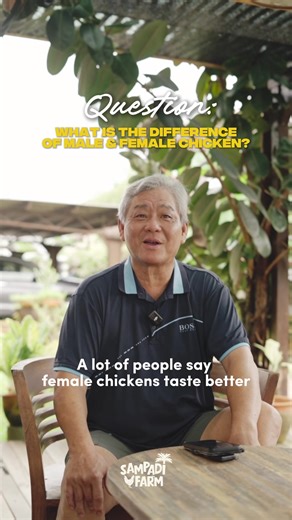 👨‍🌾Today, we ask John : Is there a difference between male & female chickens? Uncle John is here to share how the meat texture differs & how their raising period varies based on gender🐓 #chickenfarm #regenerativefarming #freerangechickens #chicken
