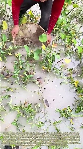 Dipping Shallow Wetlands: How a Handheld Mesh Net Harvests Fresh Fish From Flooded Farm Ponds