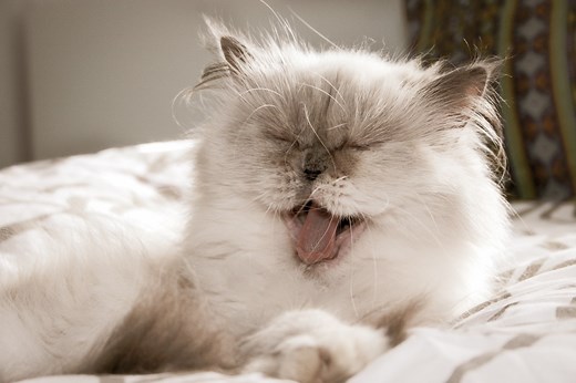 How long do Persian cats typically live? That’s up to their human
