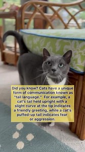 Does your cat give you a turned up tail in question mark shape?? #catreels #catsofinstagram #catdad #catsoffacebook | purrfectinfluencer