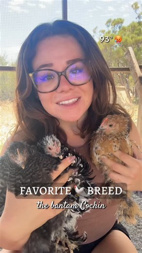 My favorite chicken breed- the bantam Cochin! 🐔🫶🏼✨#chickensofinstagram #chickenbreeds #breed #reels | Simplychickensofficial