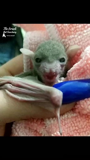 Rescued baby bat chirping and calling her foster mom #babybat #rescue #batrescue #wildlife #chirping #fostercare #fostermom #volumeup | The Israeli Bat Sanctuary