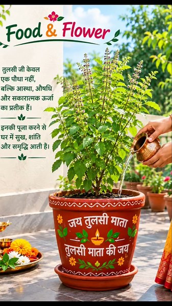 What does it signify when many Tulsi plants grow in the house? 🪴💯❌#gardening #tulsi #astrology #f...