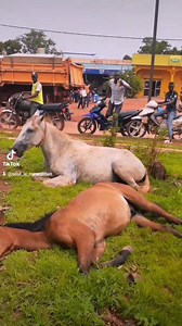 Cette jeune fille sauve un cheval 🐎 malade. 👏👏👏 | Tiktok Tiktok Tiktok