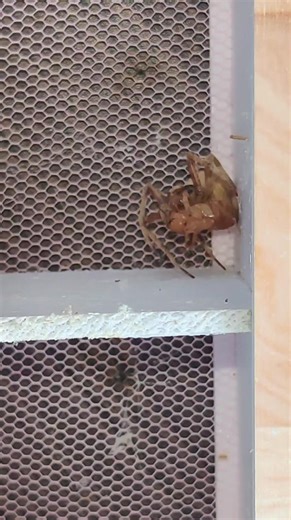 Spider Feeding 2 Full Video Satisfying | ZaldyTv2019