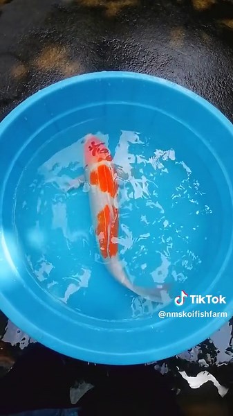 NMS KOI FISH FARM (@nmskoifishfarm)’s videos with original sound - Janaa