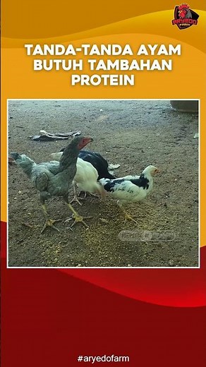 Tanda-Tanda Ayam Butuh Tambahan Protein