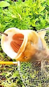 16K views · 18 reactions | Easy Fish Handling Tool. | House Ideas | Facebook