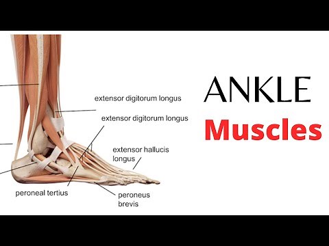 Ankle Muscles | Origin | Insertion | Actions | Nerve Supply in Details .