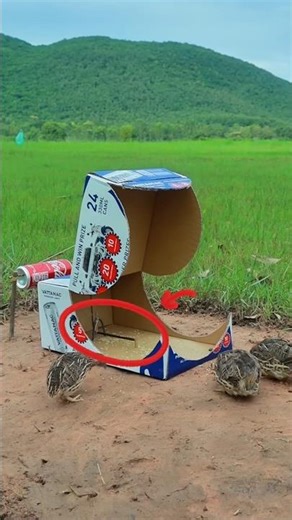 How make trapes | Quail traping #shorts