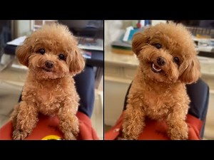 There Is Nothing Better Than A Happy Dog