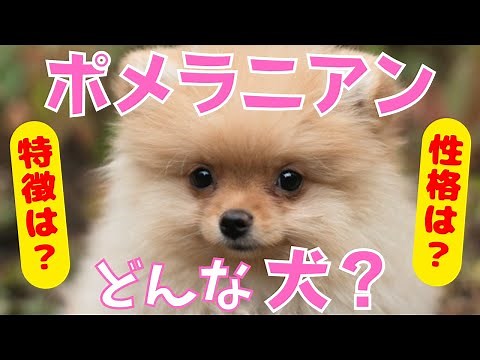 【徹底解説】ポメラニアン の特徴・性格・飼いやすさなどを現役ペットショップ店長が教えます！