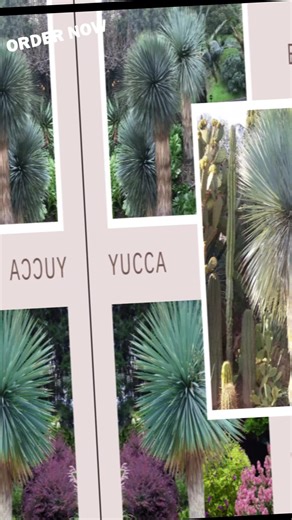 The Biggest Baddest Yucca No One Has... Cold Hardy.. Paradise Palms - Vancouver BC