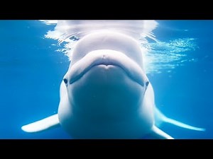 Amazing Animals That Saved Humans!