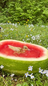 These ducklings are living their best lives!🍉🦆 #Ducklings #Ducks #PetDucks #CallDucks #FarmAnimals #CutePets #BabyAnimals #DunkinDucks | Dunkin Ducks