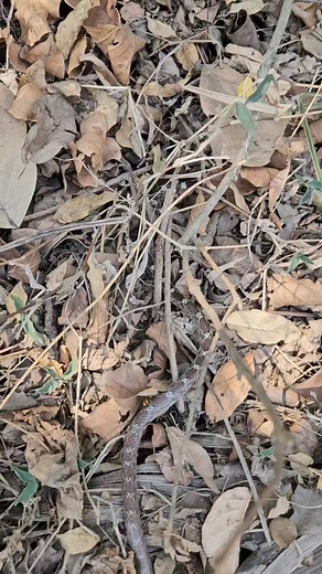 14K views · 86 reactions | How is the snake getting inside the dry leaf | Snake in the village | Facebook