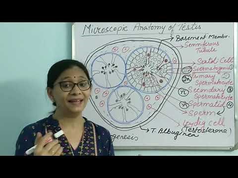 Microscopic Anatomy of Testis - English