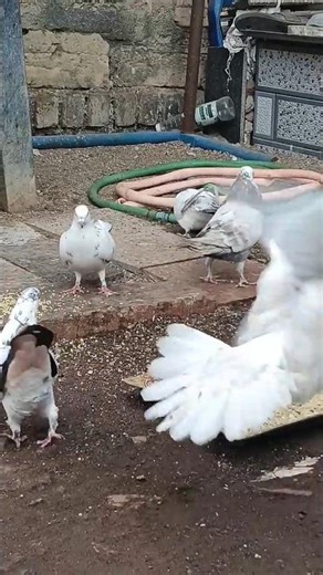Aaj subh #funny #parrot #vlog #shorts #short #kabutar #youtube #public #publicreaction