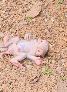 Really pity tiny monkey Lynx jump falling down scare lost Mom #rescueanimals #babymonkey #beautifulmonkey #funnyanimals #newbornbaby #monkeybaby | Model Monkey