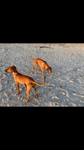 Just like that, sweet boy Halston who was saved from the Palmdale Animal Shelter has found an amazing home near Santa Cruz, CA. Halston was listed as a Ridgeback puppy and was found emaciated and as a stray. Our pack member saw him and knew we had to step in and save his life. The plan was quickly put into motion. With the help of our friends who assisted with transport, and an incredible woman near the shelter who safely held onto him until transport was arranged, Halston was given his chance. 