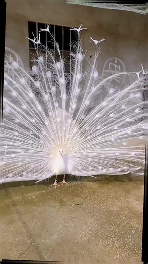 Peacock opens its screen, Auspicious and auspicious #tiktok #foryou #fyp #peacock #beautiful bird