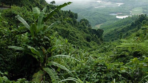 The 10 largest forests on Earth revealed