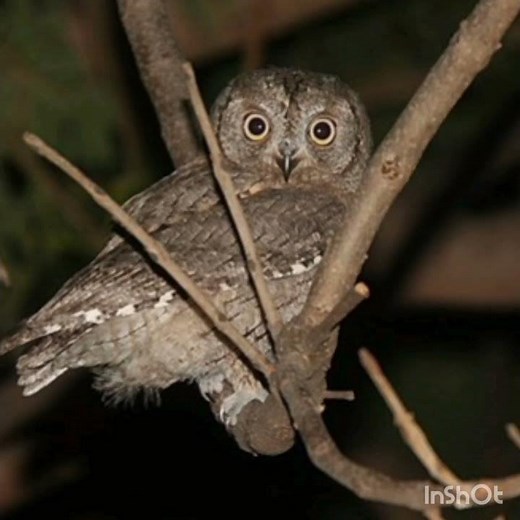 Der Ruf der Zwergohreule